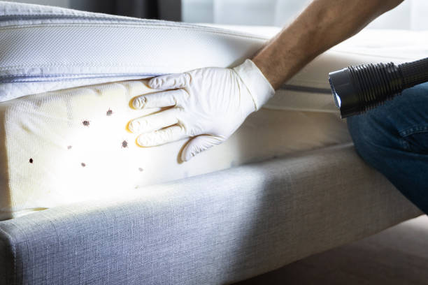 Best Pest Prevention Services  in Mohave Valley, AZ